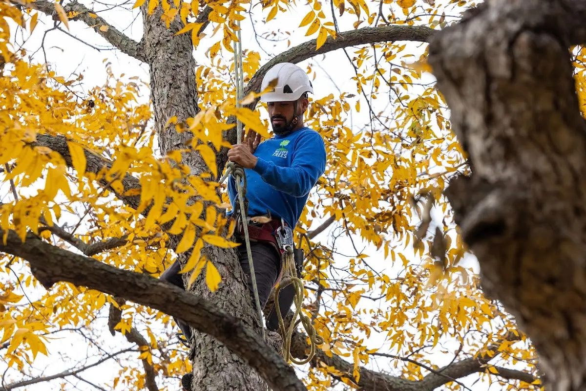 Skilled Storm Damage Cleanup crew working in Monroe